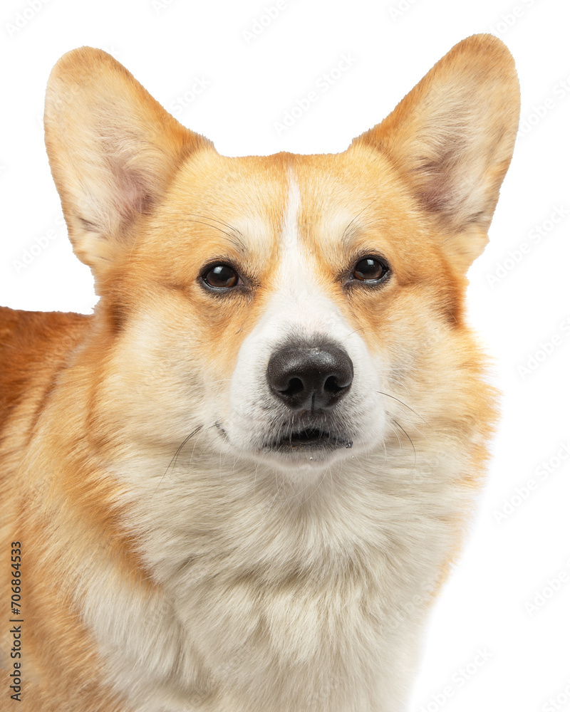 welsh corgi pembroke isolated on white background