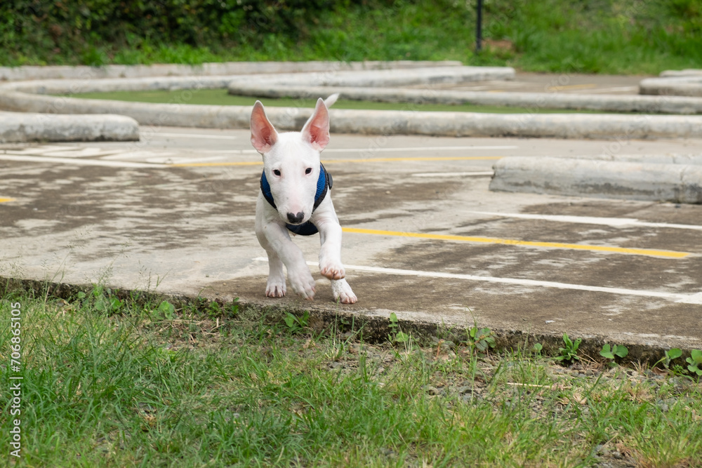 perro saltando mientras corre bulterrier perro saltando mientras corre bulterrier