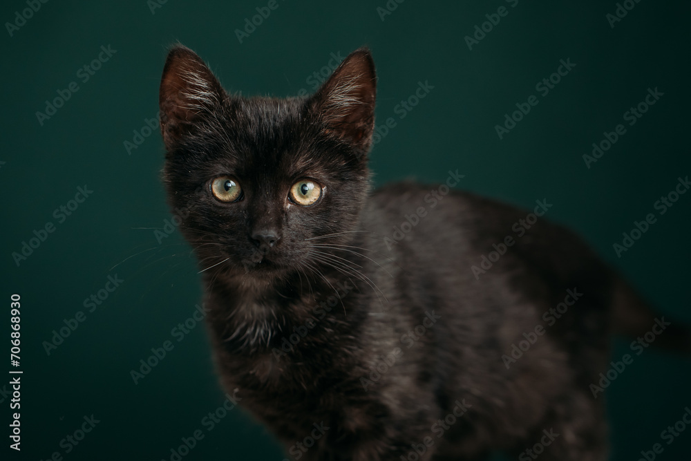 Beautiful and funny black kitten on a dark green background. 