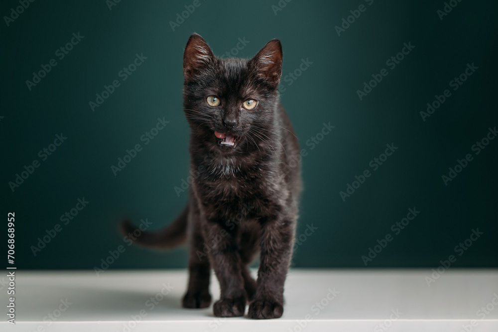 Beautiful and funny black kitten on a dark green background. 