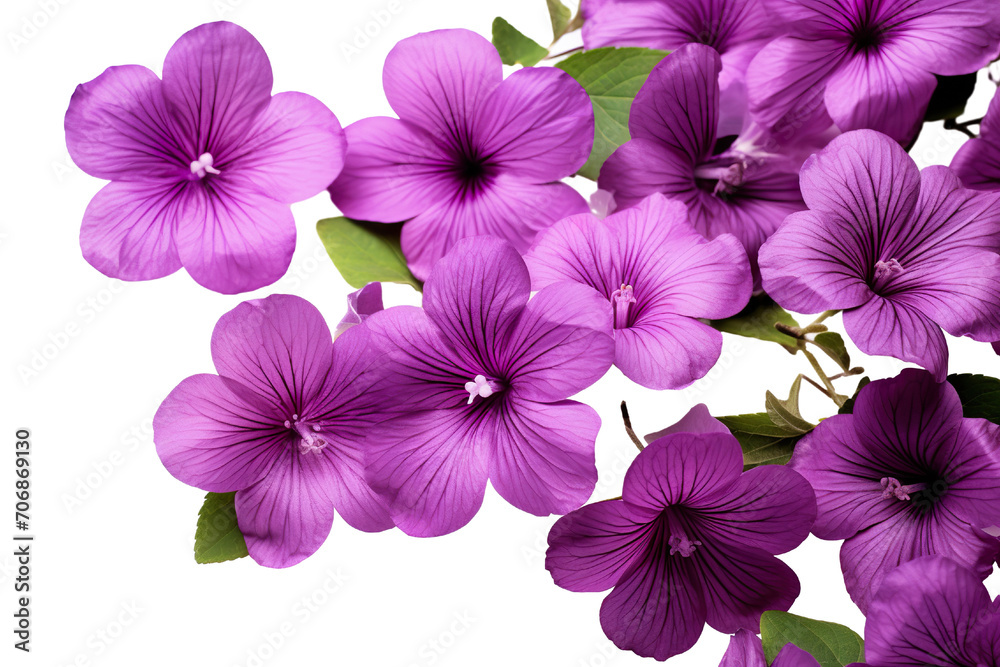Top side closeup macro view of red flowers with leaves, on a white isolated background PNG Top side closeup macro view of red flowers with leaves, on a white isolated background PNG