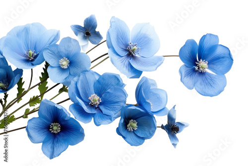 Top side closeup macro view of blue flowers with leaves, on a white isolated background PNG