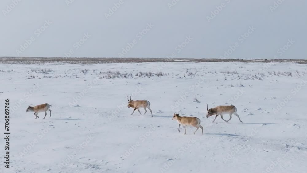 Saigas in winter during the rut. A herd of Saiga antelope or Saiga tatarica walks in snow - covered steppe in winter. Antelope migration. Walking with wild animals, slow motion video Saigas in winter during the rut. A herd of Saiga antelope or Saiga tatarica walks in snow - covered steppe in winter. Antelope migration. Walking with wild animals, slow motion video