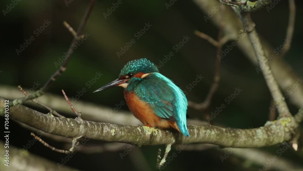 A young female Kingfisher, Alcedo atthis, perching on a branch that is growing over a river. It then flies. It has been diving into the water to catch fish. A young female Kingfisher, Alcedo atthis, perching on a branch that is growing over a river. It then flies. It has been diving into the water to catch fish.