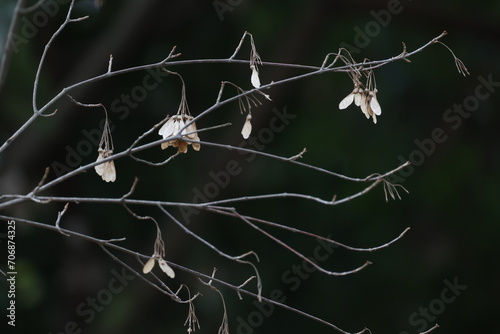 茶色くなった冬のトウカエデの実
