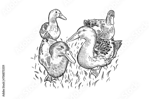 black and white illustration of farm ducks photo