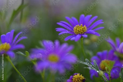 Blue Swan river daisy bouquet with blur background