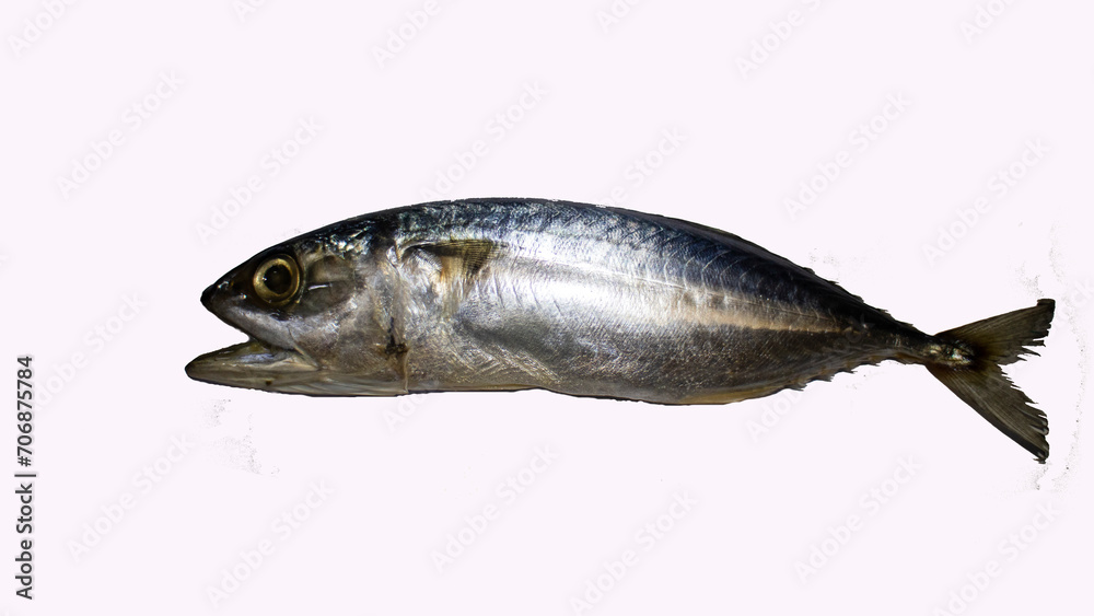Mackerel on a white background