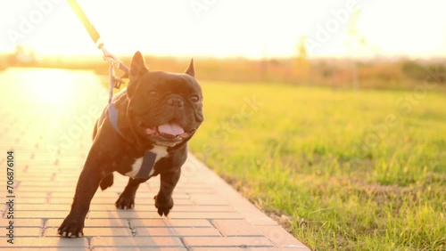  A black French bulldog on a leash runs next to a woman at sunset in the summer. Professional dog walker in the park photo
