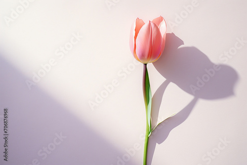 pink tulips on a plain background