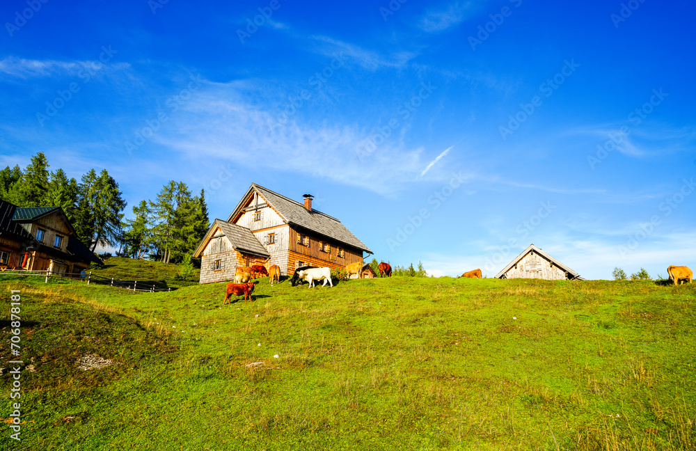 Obraz premium Idyllic landscape with grazing cows and a mountain house on the Tauplitzalm in Austria. Nature on the Tauplitz in Styria in the Salzkammergut. 