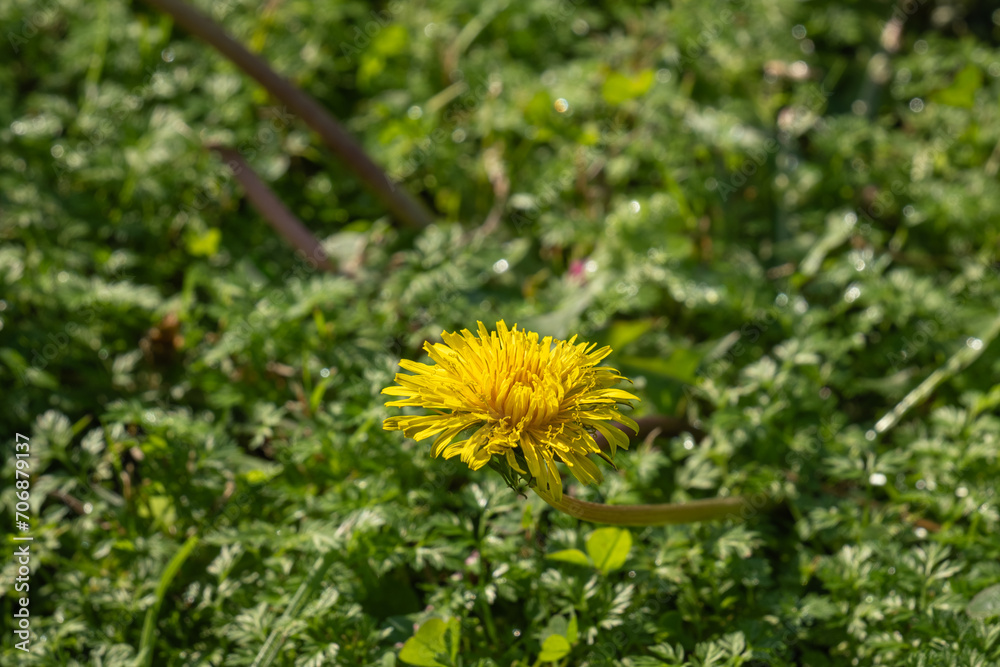 dandelion flowers on green grass background dandelion flowers on green grass background