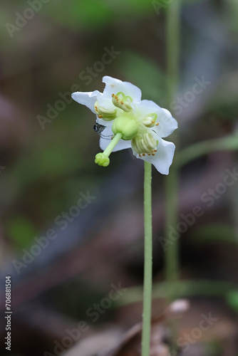 One-flowered Wintergreen,.Moneses uniflora, also known as Single Delight, wild floering plant from Finland photo