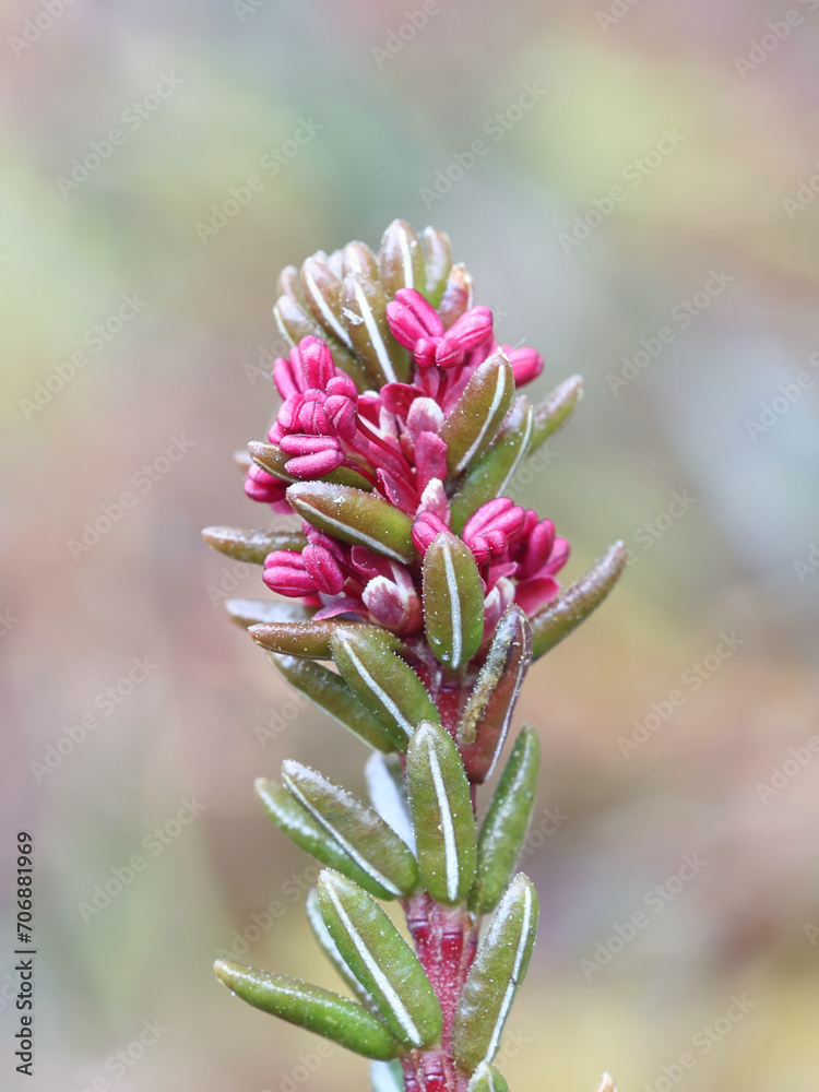 Crowberry, Empetrum nigrum, also known as Black crowberry or Mossberry, wild plant from Finland Crowberry, Empetrum nigrum, also known as Black crowberry or Mossberry, wild plant from Finland