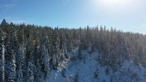 Wallpaper Mural Snow Capped Trees in Green Forest Torontodigital.ca