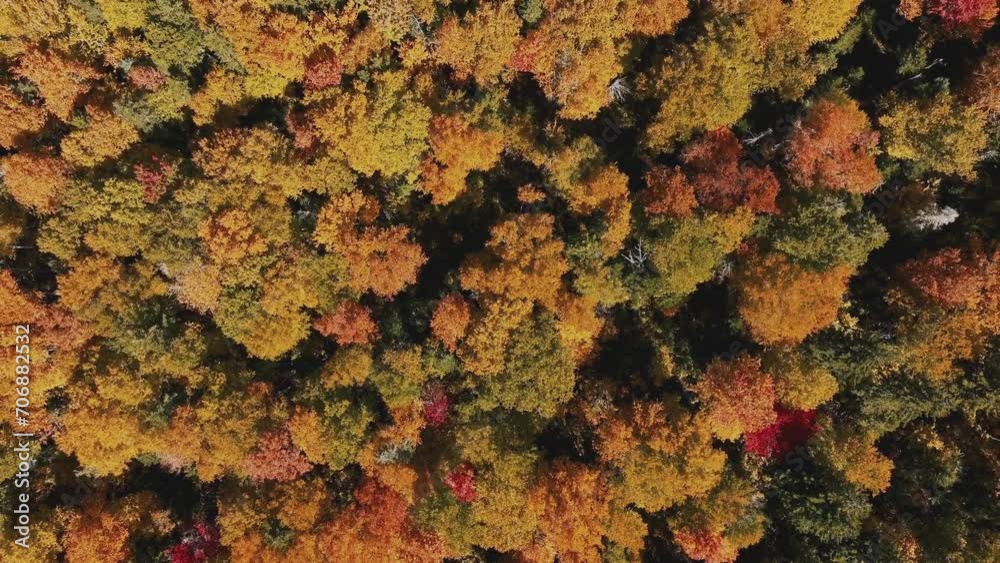 Ascending Over Colored Foliage Of Dense Trees In The Forest Mountains. Aerial Drone Shot Ascending Over Colored Foliage Of Dense Trees In The Forest Mountains. Aerial Drone Shot