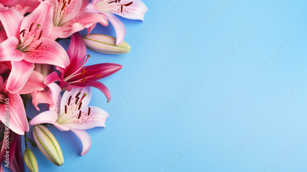 Beautiful lily flowers in blue and pink colors. Floral