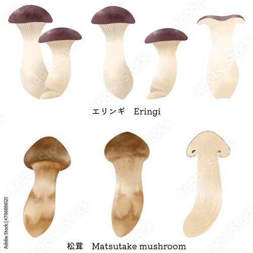 水彩で描いた、エリンギと松茸のイラスト素材セット／Illustration material set of eryngii mushrooms and matsutake mushrooms painted in watercolor photo