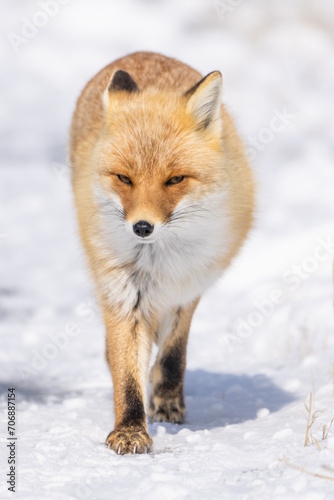 Japan fox