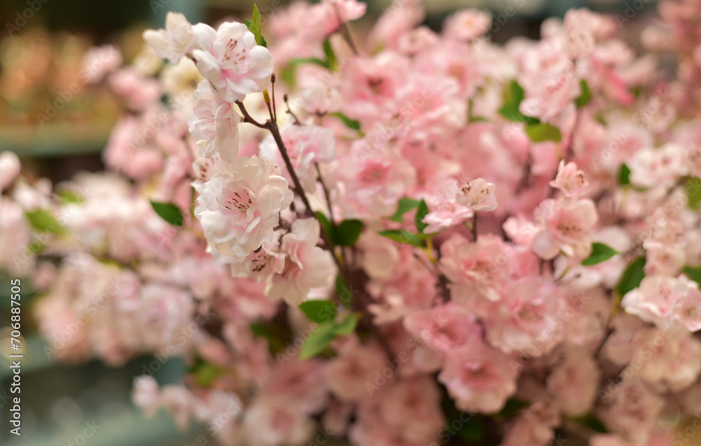 Fototapeta premium Bright pink flowers in a flower bed