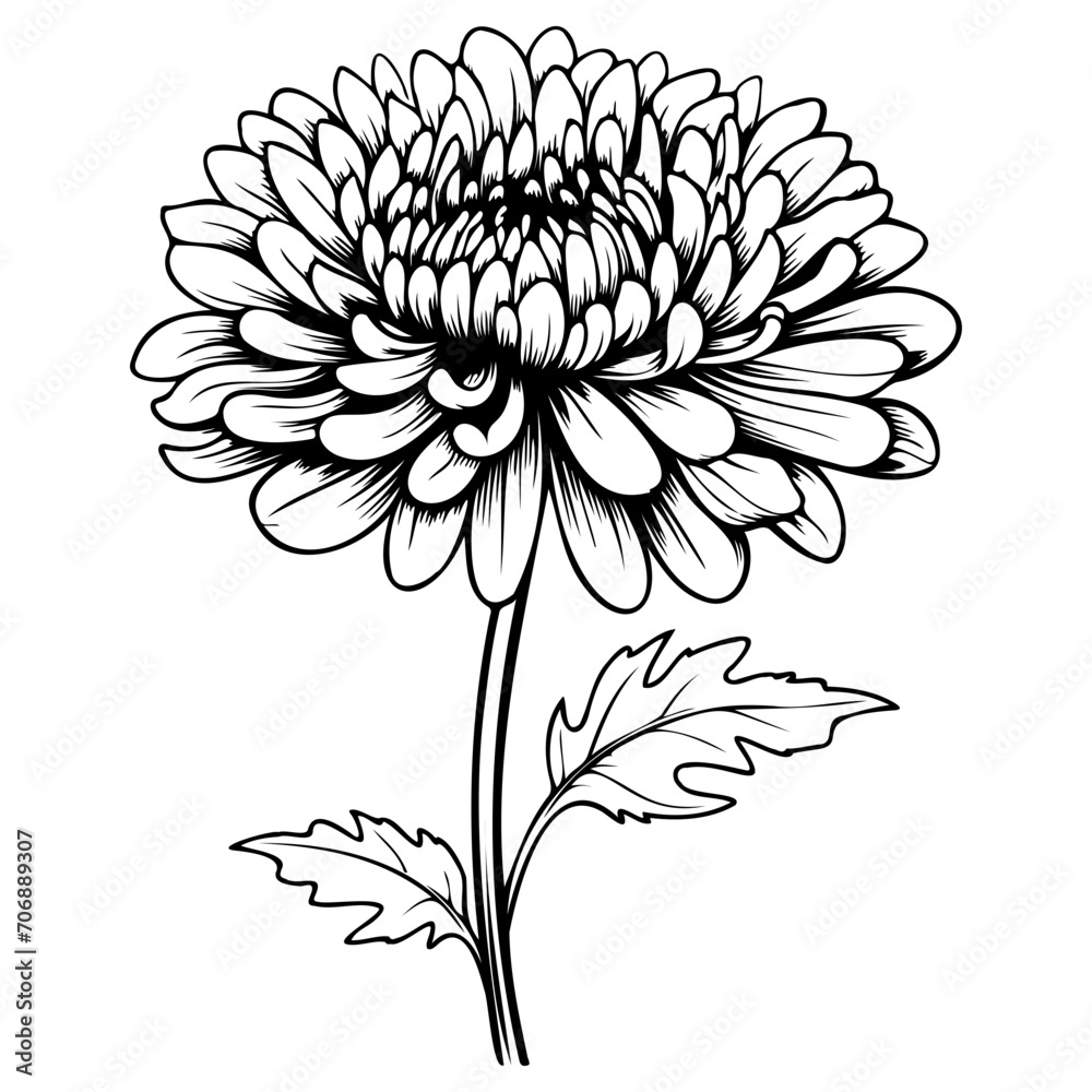 chrysanthemum flower illustration