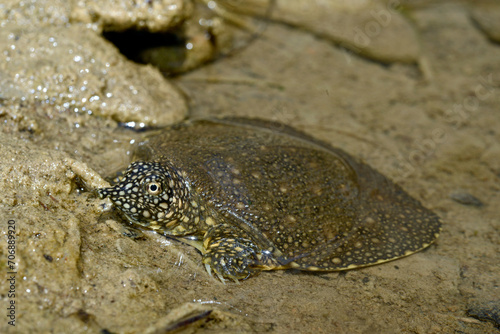 junge Nil-Weichschildkr  te    juvenile African softshell turtle  Trionyx triunguis  - Dalyan  T  rkei