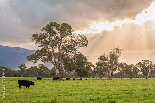 Cows grazing on a dairy farm in rural Victoria at sunset time after the rain, Australia
