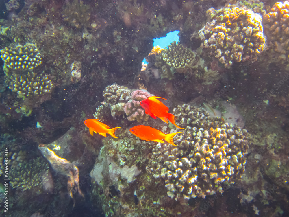 Naklejka premium Sea goldie in the expanses of the coral reef of the Red Sea