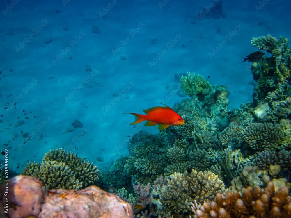 Naklejka premium Sea goldie in the expanses of the coral reef of the Red Sea