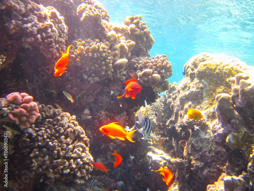 Fototapeta Naklejka Na Ścianę i Meble -  Sea goldie in the expanses of the coral reef of the Red Sea