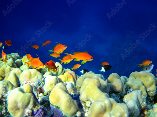 Sea goldie in the expanses of the coral reef of the Red Sea