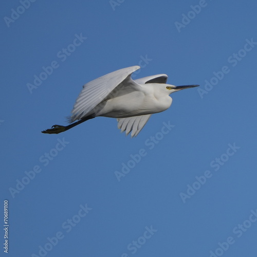 egret in a field