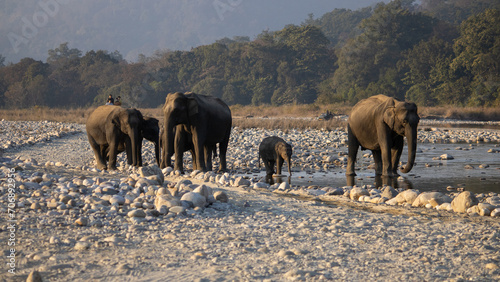 In the heart of James Corbett National Park, majestic and wise, the elephants weave tales of wilderness grace.High quality image photo
