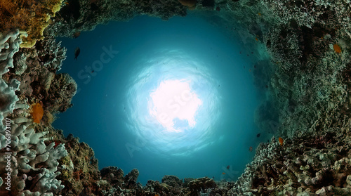 Coral underwater scene. Fish and coral reefs under the sea.