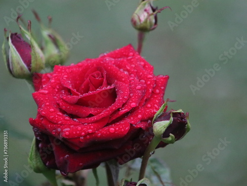 Red rose on a bush with a bud