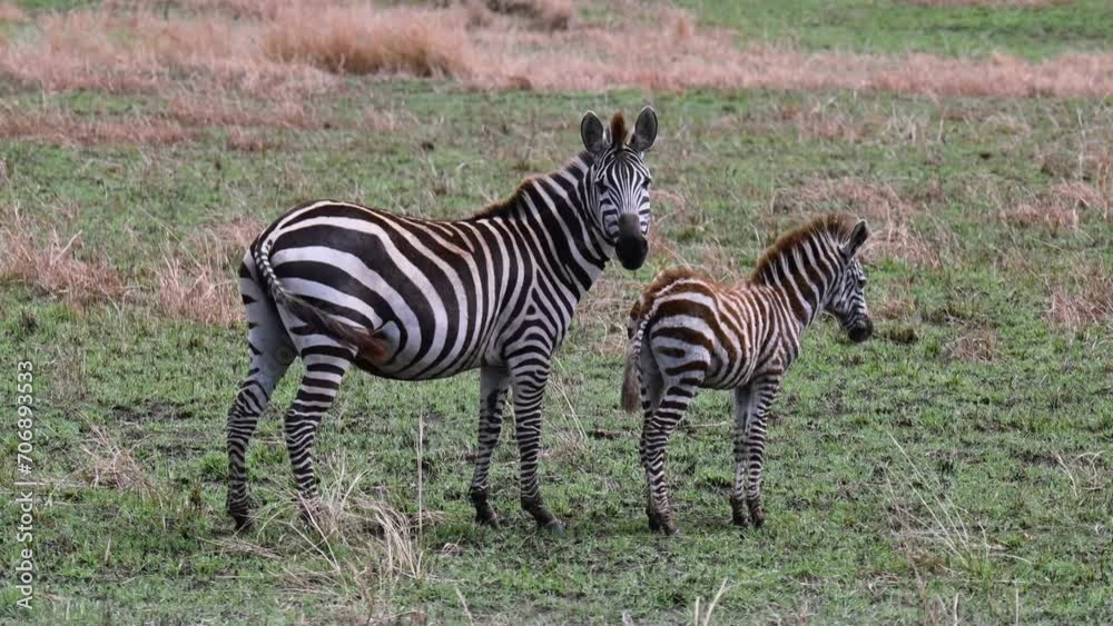 Mother zebra with her young cub at the Maasai Mara National Reserve in Kenya Mother zebra with her young cub at the Maasai Mara National Reserve in Kenya