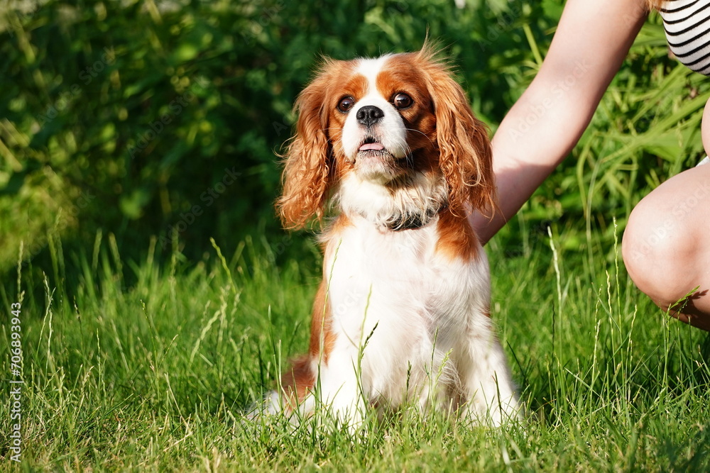 Portrait of Cavalier King Charles dog on grass background. The dog is looking at the camera Portrait of Cavalier King Charles dog on grass background. The dog is looking at the camera