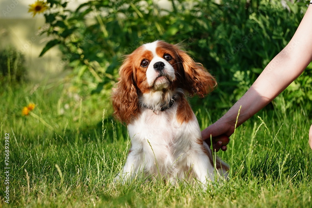 Portrait of Cavalier King Charles dog on grass background. The dog is looking at the camera