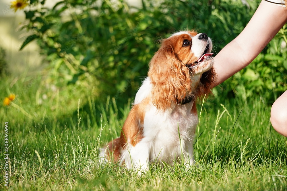 Cute Cavalier King Charles Spaniel on a walk in the park on a summer evening. Portrait of a Dog Cavalier King Charles on a grass background