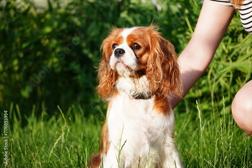 Portrait of a Dog Cavalier King Charles on a grass background. Cute Cavalier King Charles Spaniel on a walk in the park on a summer evening