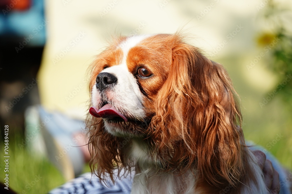 Cute Cavalier King Charles Spaniel on a walk in the park on a summer evening. Portrait of a Dog Cavalier King Charles on a grass background