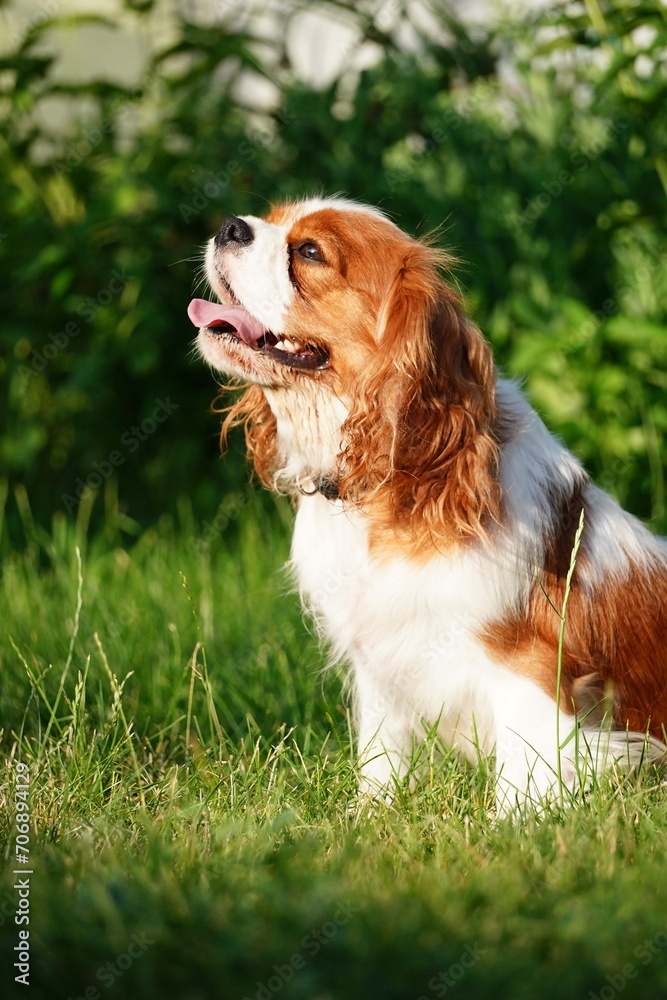 Cute Cavalier King Charles Spaniel on a walk in the park on a summer evening. Portrait of a Dog Cavalier King Charles on a grass background