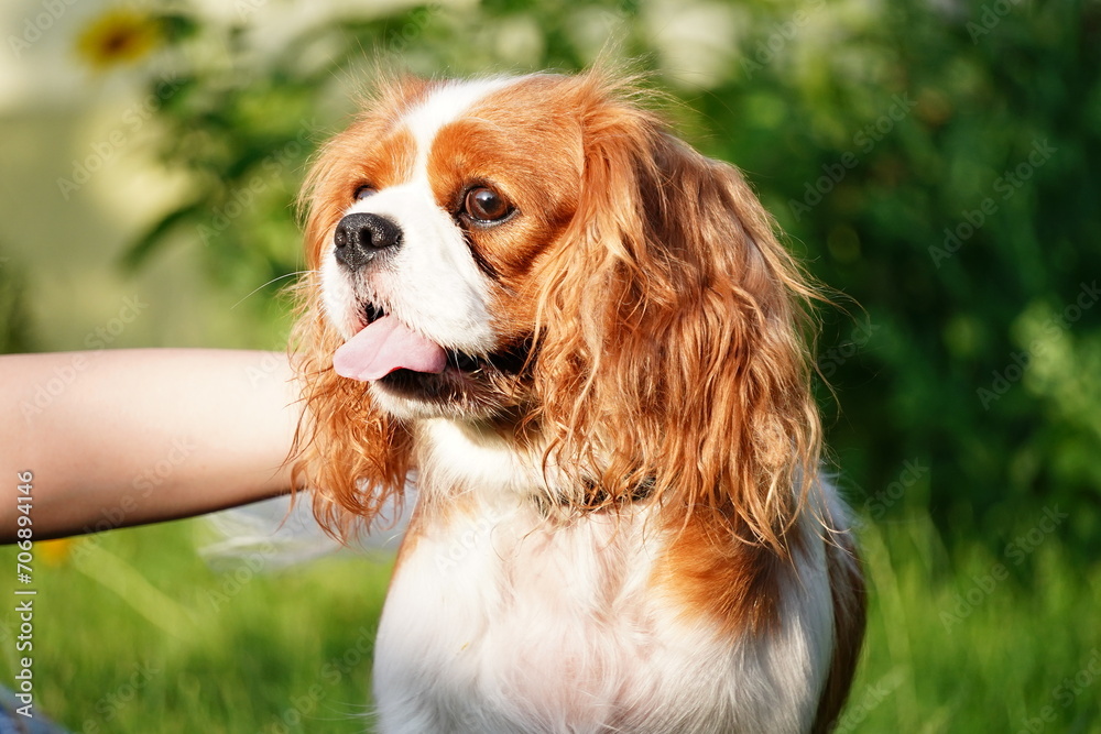 Cute Cavalier King Charles Spaniel on a walk in the park on a summer evening. Portrait of a Dog Cavalier King Charles on a grass background