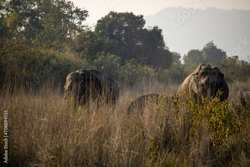In the heart of James Corbett National Park, majestic and wise, the elephants weave tales of wilderness grace.High quality image photo