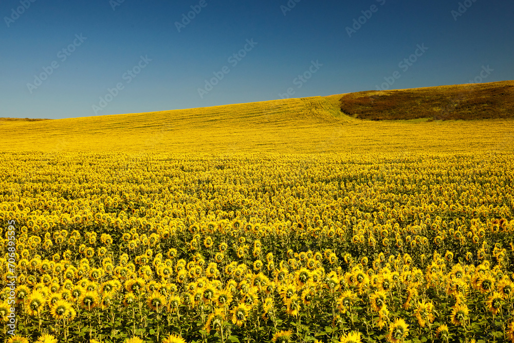 Field with sunflowers against a blue sky.
Field with sunflowers in Eastern Kazakhstan. 
Rural landscape of a field of blooming golden sunflowers in Eastern Kazakhstan.

