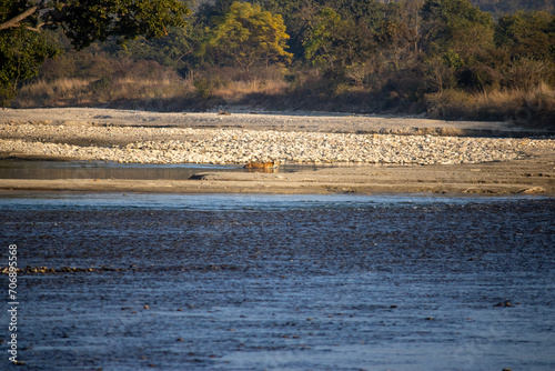 Uttarakhand's scenic beauty,lions gracefully crossing the river.High quality image