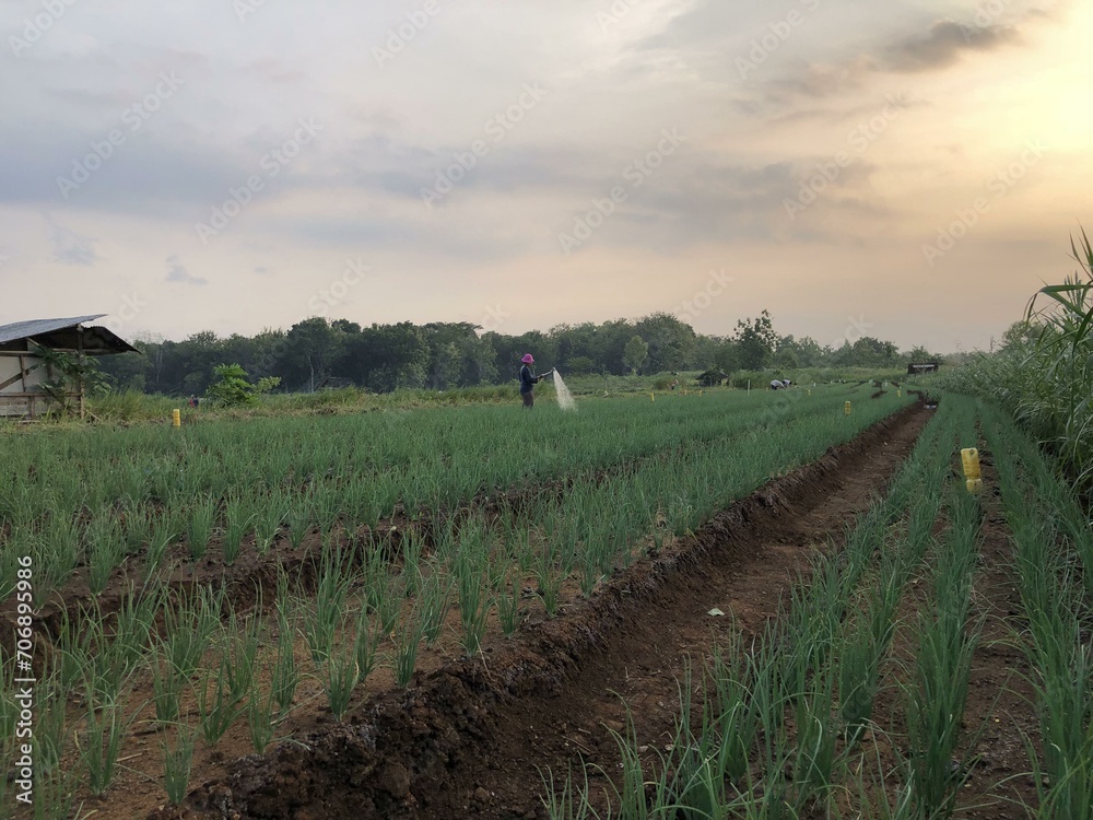 fertile shallot plantation land