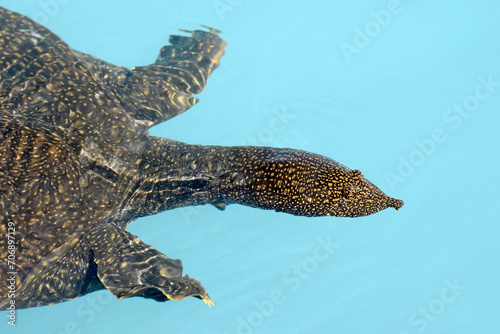 Nil-Weichschildkröte // African softshell turtle (Trionyx triunguis) - Dalaman, Türkei photo