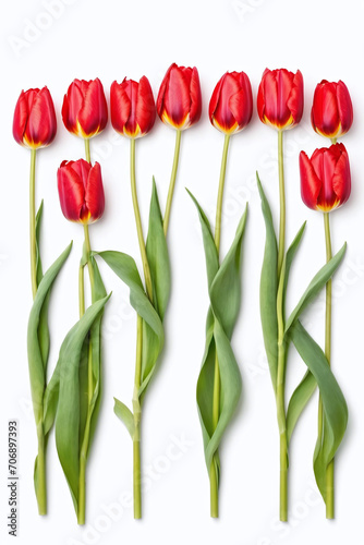 red tulips arranged in a row on a white background