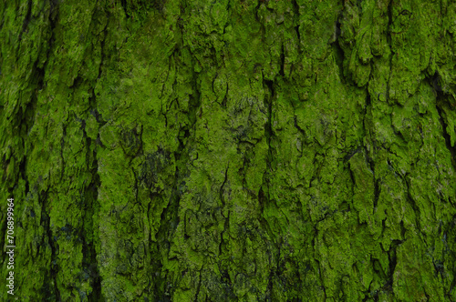 humid mossy pine tree bark abstract background © PsychoBeard